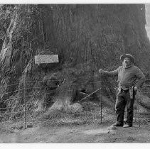 The General Custer, Redwood Tree