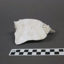 Sherd