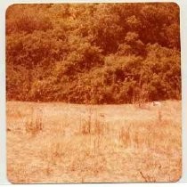 Photographs of landscape of Bolinas Bay. "Bolinas Lagoon, 8-77"