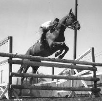 Horse Jumping