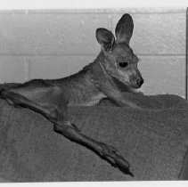 Baby Kangaroo