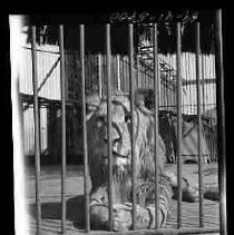 A lion at the Los Angeles Zoo