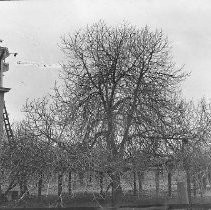 "Fig Trees from Back of House"