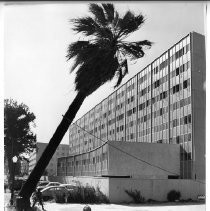 Exterior view of palm tree removal for the widening of Capitol Ave