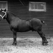 "Champion II, Draft Horse"