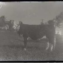 Negative, Glass Plate