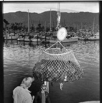 Sea Urchin Catch