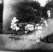 Unknown child sitting in a cart with a goat