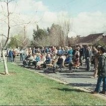 Walerga Park Cherry Blossom Tree Grove Dedication