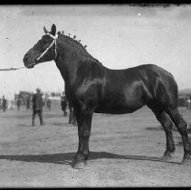 Negative, Glass Plate
