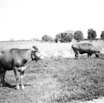 Two cows