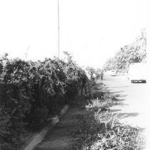 Work crew trimming overgrown vegetation along street