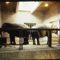 Two Elephants in their Stall