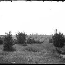 View of fruit trees in Fair Oaks