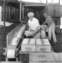 Packing Fresh Asparagus in Boxes