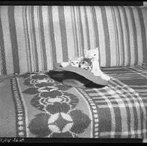 Negative, Safety, Unknown