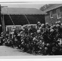 Woman with Rose Bushes