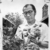 Thomas Hamahashi, cutting roses