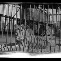 A lion at the Los Angeles Zoo