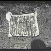 Large catch of small trout