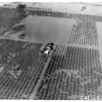 Marysville Flood, Peach Orchard under water