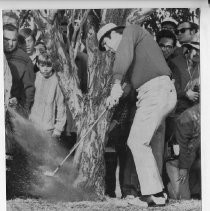 Bob Lunn, pro golfer, hits the ball from in front of a tree as spectators watch