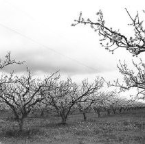 Orchard