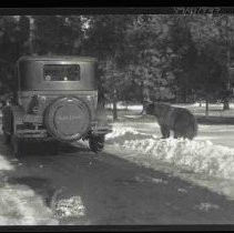 Car parked next to a bear