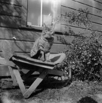 Cat on Wheelbarrow