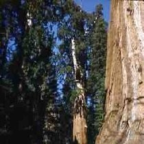 Slides of California Historical Sites. Untitled, big trees (sequoias?)