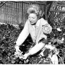 View of Camellia Bowl Princess, D. D. Wheatly from American River Junior College. A competitor for the Festival of Sports Queen