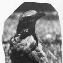 Negative, Safety, Unknown