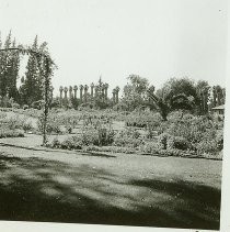 McKinley Park Rose Garden