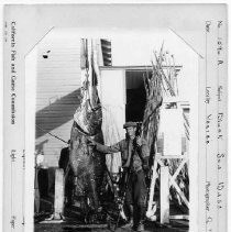 Photographs from Wild Legacy Book. "Black Sea Bass, Venice." Man posing with 379 pound sea bass