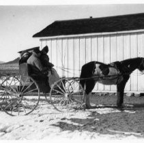 Mule cart