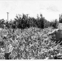 Unidentified plants near the Sacramento Delta