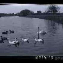 Ducks and swans on Southside Park lake