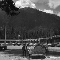 Tree Loses to New Shopping Center