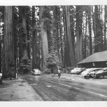 Richardson Grove