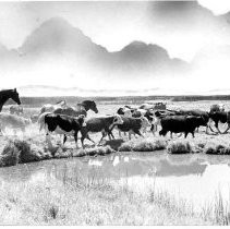 Newlands Project grazing