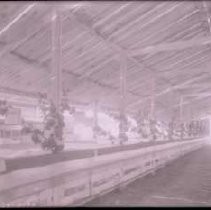 Negative, Glass Plate