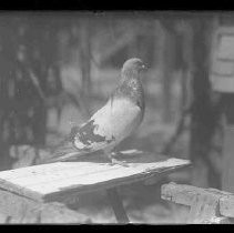 Negative, Glass Plate