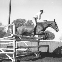 Horse Jumping