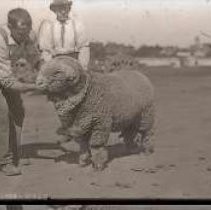 Negative, Glass Plate