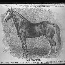 Joe Hooker, a throughbred race horse