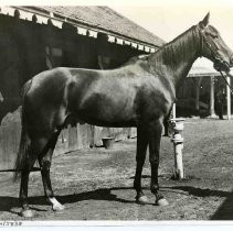 Salvador, a race horse