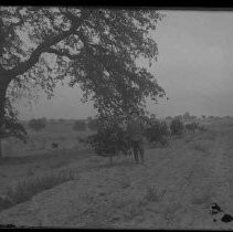 Negative, Glass Plate
