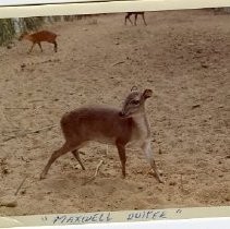 "Maxwell Grey Duiker"