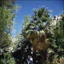 Slides of California Historical Sites. Large palm tree and unidentified couple