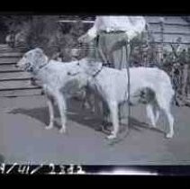 A young woman holding two wolfhounds on leashes